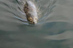 wild Gray seals Halichoerus grypus on the German North Sea coast photo