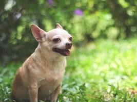 perro chihuahua de pelo corto marrón feliz y saludable sentado en la hierba verde en el jardín, sonriendo con la lengua fuera, fondo bokeh. foto