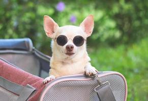 brown chihuahua dog wearing sunglasses in pink fabric traveler pet carrier bag on green grass in the garden, ready to travel. Safe travel with animals. photo