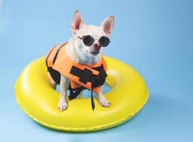 perro chihuahua de pelo corto marrón con gafas de sol y chaleco salvavidas naranja o chaleco salvavidas parado en un anillo de natación amarillo, mirando el espacio de la copia, aislado en fondo azul. foto