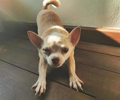 divertido perro chihuahua de pelo corto marrón que se extiende hacia adelante en el suelo de madera a la luz del sol de la mañana. foto