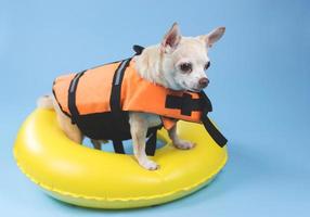 lindo perro chihuahua de pelo corto marrón con chaleco salvavidas naranja o chaleco salvavidas parado en un anillo de natación amarillo, aislado en fondo azul. foto