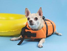 lindo perro chihuahua de pelo corto marrón con chaleco salvavidas naranja o chaleco salvavidas acostado junto al anillo de natación amarillo, aislado en fondo azul. foto