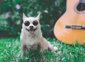 feliz perro chihuahua de pelo corto marrón con gafas de sol sentado con guitarra acústica en pastos verdes en el jardín, sonriendo con la lengua afuera foto