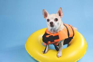 lindo perro chihuahua de pelo corto marrón con chaleco salvavidas naranja o chaleco salvavidas parado en un anillo de natación amarillo, aislado en fondo azul. foto