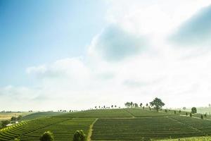 plantación de té en chiang rai, al norte de tailandia, color vibrante y efecto solar foto