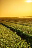 Landscape view of tea plantation with blue sky in morning. Beautiful tea field. photo