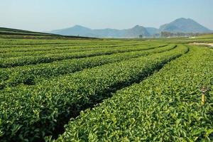 granja de té verde con fondo de cielo azul foto