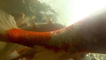 koi dans un étang à poissons sous l'eau. koi nishikigoi, sont des formes colorées de carpes de l'amour video