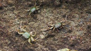 Crabs on the rock at the beach, rolling waves, close up video