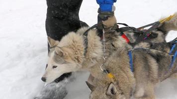 Husky sled dogs before competitions in races on sleds, slow motion
