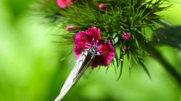 Aporia crataegi, Black Veined White butterfly in wild. White butterflies on Carnation flower video