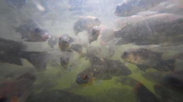 A flock of freshwater fish and shrimp in muddy water pond eats bread crumbs video