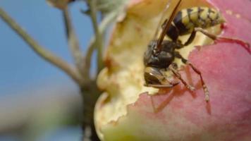 Hornet eats the flesh of a ripe red apple, HDR footage video