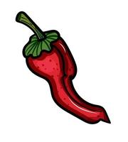 Red chilli pepper spicy vector