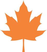 Maple tree leaf in autumn colors. vector