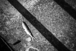 Minimal still life image of a dead fish with a fly on concrete surface in black and white. photo