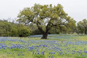 un árbol solitario en un campo de bluebonnets en la región montañosa de texas. foto