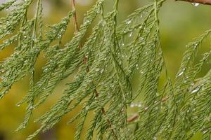 Close-up of rain drops on a bald cypress tree. photo