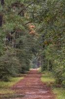 A long hiking trail in the Piney Woods forests of East Texas. photo