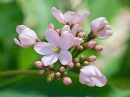 A Jatropha integerrima shrub with pale pink flowers. photo