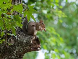 An eastern gray squirrel chewing on the jaw bone of a small mammal. photo