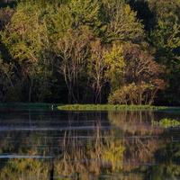 Square crop of trees reflected on the surface of a pond. photo