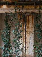 Vines climbing along the rusted steel beams of an overpass in downtown Houston, Texas. photo