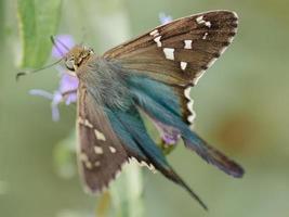 primer plano de una alimentación de mariposa patrón de cola larga. foto