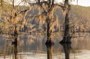 el sol saliendo sobre los cipreses del lago caddo en el este de texas. foto