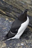 The black and white Lesser Auk resting on a cliff ledge during nesting season. photo