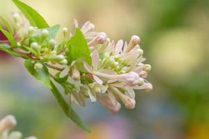 The delicate pink blooms of the abelia grandiflora shrub set against a muted background. photo