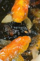 Bright orange koi swimming near the surface of a dark pool.
