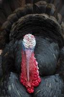 A male turkey with its feathers raised, its eyes and beak covered by the bumpy skin on its face. photo