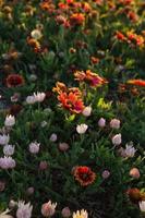 Gaillardia and daisies growing on the sand dunes in Rockport, Texas. photo