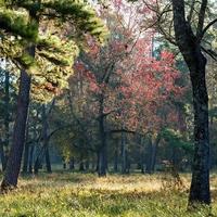 Red leaves on a tree in an autumn forest in East Texas. photo