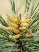 The developing pine cones, or strobili, on a Texas pine tree.