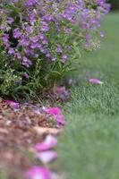 A ground level view of rose petals on the grass. photo
