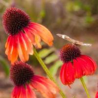 una mariposa castaña común que se alimenta de flores de equinácea. foto