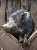 Farm pig sleeping in its feeding trough. photo