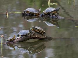 tortugas deslizantes de orejas rojas tomando el sol en troncos en un estanque, sus reflejos aparecen en el agua debajo. foto