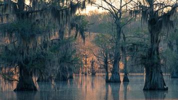 una sensación de misterio habita en el bosque inundado del lago caddo en el noreste de texas. foto