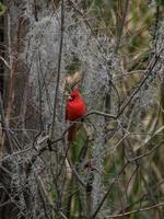 A male northern cardinal in front of spanish moss. photo