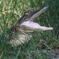 A juvenile American alligator resting in the grass. photo