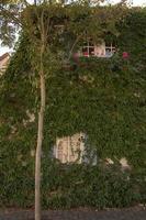 A vine-covered house in Germany. photo