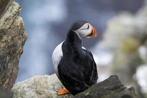 A lone puffin scanning its environment during nesting season. photo