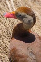 A close-up of a whistling duck seen from above. photo