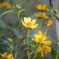 Close-up of a plant covered in yellow daisy flowers. photo