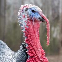 imagen de perfil de la cara azul y la barba roja de un pavo macho en una granja.