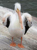 un pelícano blanco americano, pelecanus erythrorhynchos, acicalándose sobre una gran losa de piedra en la bahía de galveston, texas. foto